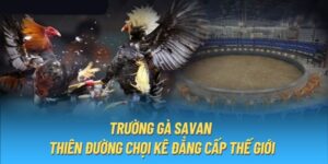 Giới Thiệu Về Trường Gà Savan