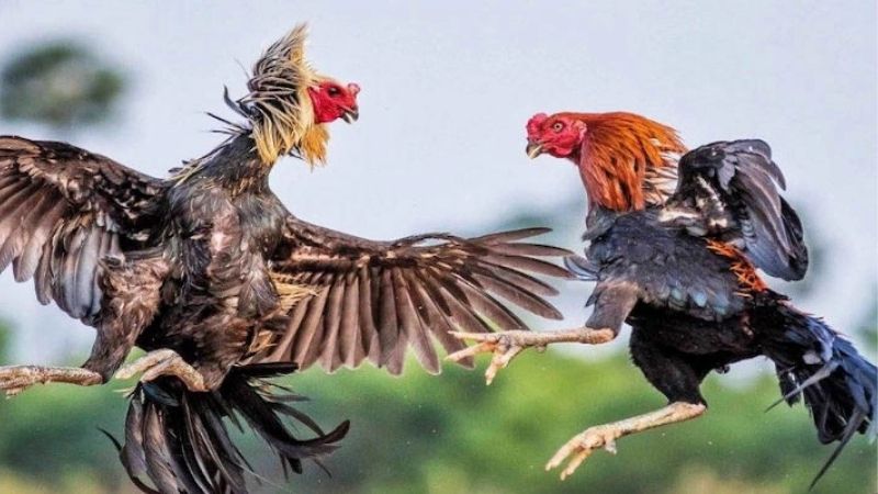 SV388 Hé Lộ Đấu Trường Gà Chọn C1 Thomo Cực Cháy