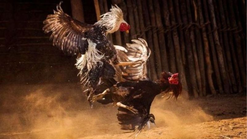 SV388 Hé Lộ Đấu Trường Gà Chọn C1 Thomo Cực Cháy