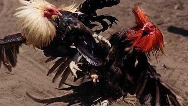 SV388 Hé Lộ Đấu Trường Gà Chọn C1 Thomo Cực Cháy