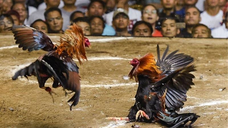 SV388 Hé Lộ Đấu Trường Gà Chọn C1 Thomo Cực Cháy