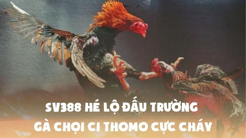 SV388 Hé Lộ Đấu Trường Gà Chọi C1 Thomo Cực Cháy