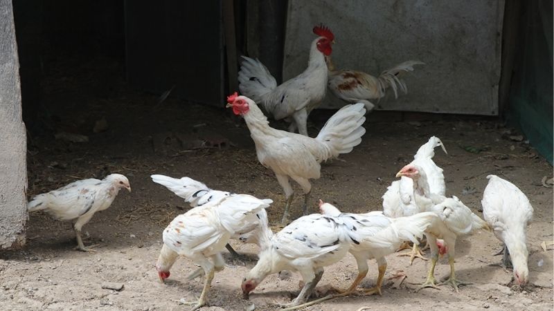 SV388 Hé Lộ Ẩn Gà Peru: Chiến Kê Bí Hủy Diệt Mọi Đấu Trường