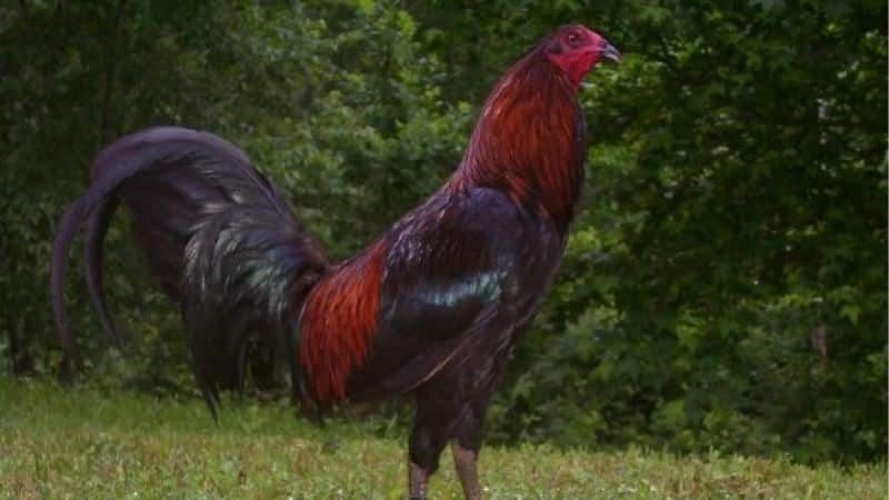 SV388 Hé Lộ Ẩn Gà Peru: Chiến Kê Bí Hủy Diệt Mọi Đấu Trường