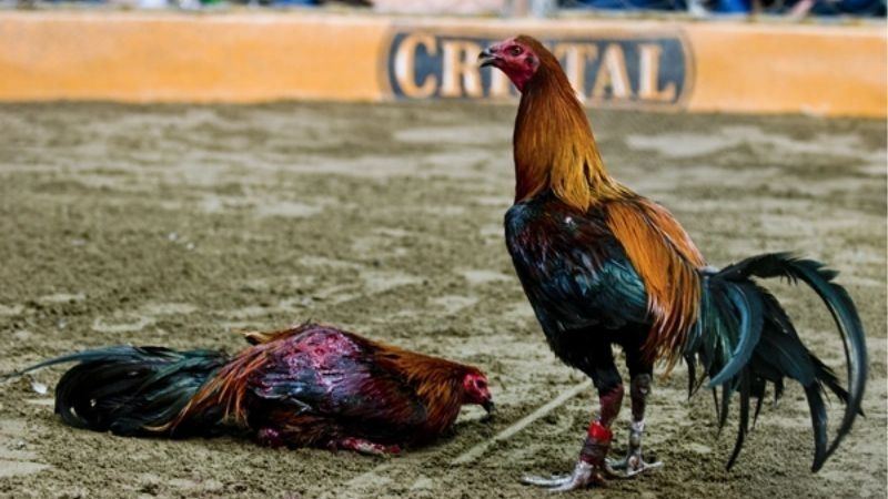 SV388 Hé Lộ Ẩn Gà Peru: Chiến Kê Bí Hủy Diệt Mọi Đấu Trường