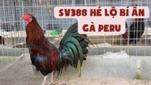 SV388 Hé Lộ Bí Ẩn Gà Peru: Chiến Kê Hủy Diệt Mọi Đấu Trường