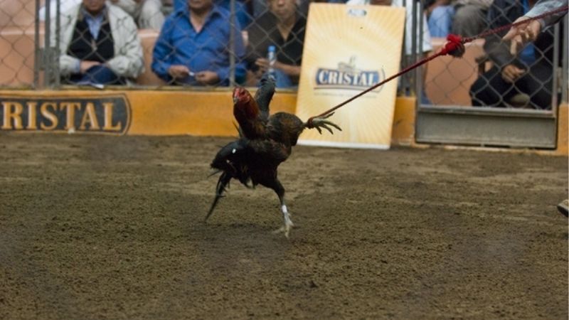 SV388 Hé Lộ Ẩn Gà Peru: Chiến Kê Bí Hủy Diệt Mọi Đấu Trường