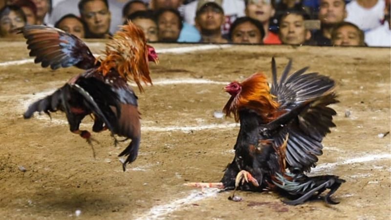 SV388 Hé Lộ Ẩn Gà Peru: Chiến Kê Bí Hủy Diệt Mọi Đấu Trường