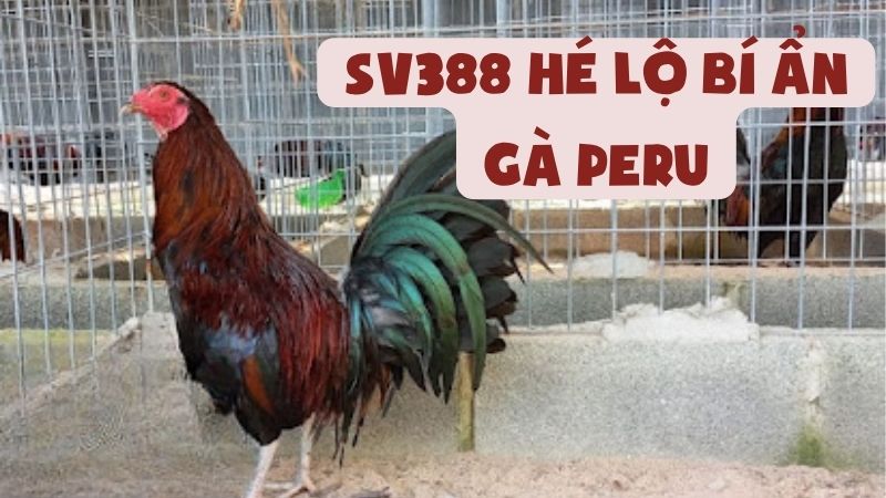 SV388 Hé Lộ Bí Ẩn Gà Peru: Chiến Kê Hủy Diệt Mọi Đấu Trường